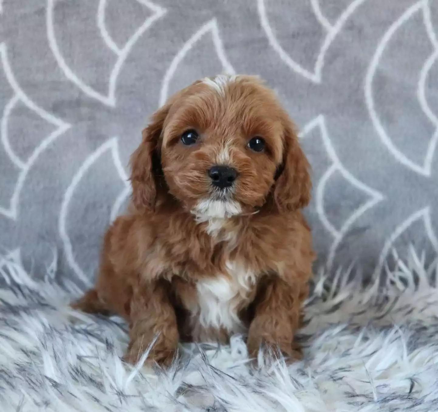cavapoo dog