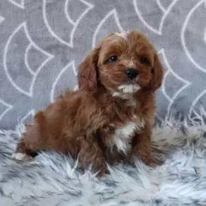 cavapoo dog