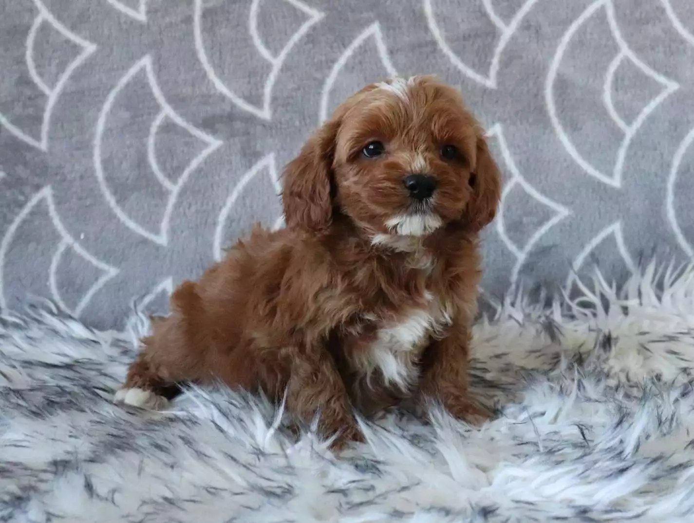 cavapoo dog