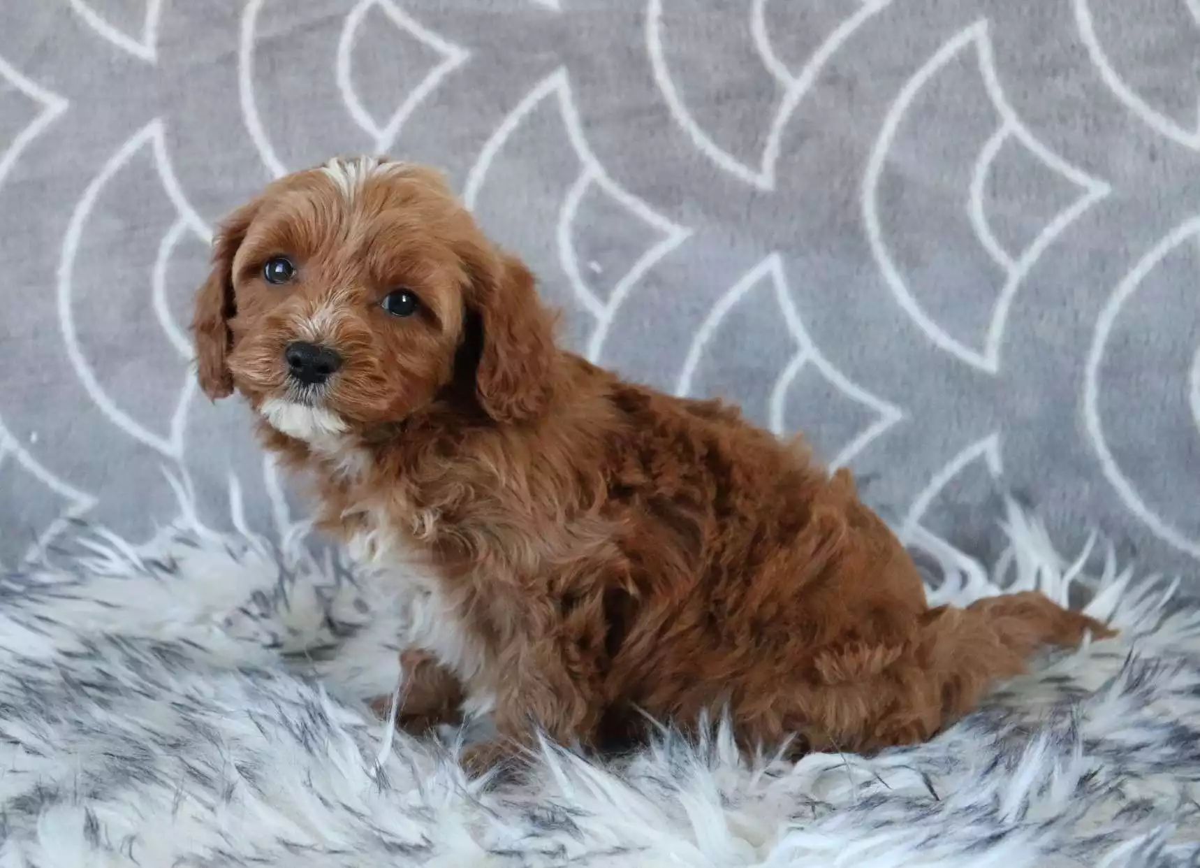 cavapoo dog