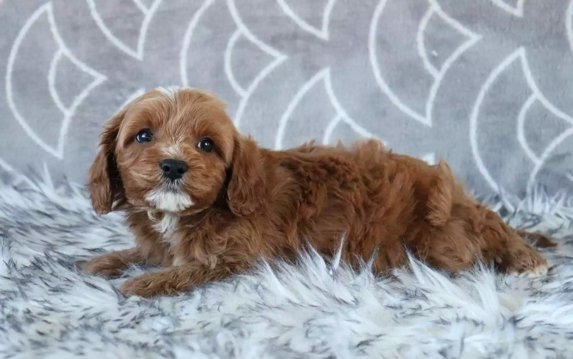 F1b Petite Cavapoo - Max ( M ) - Image 4