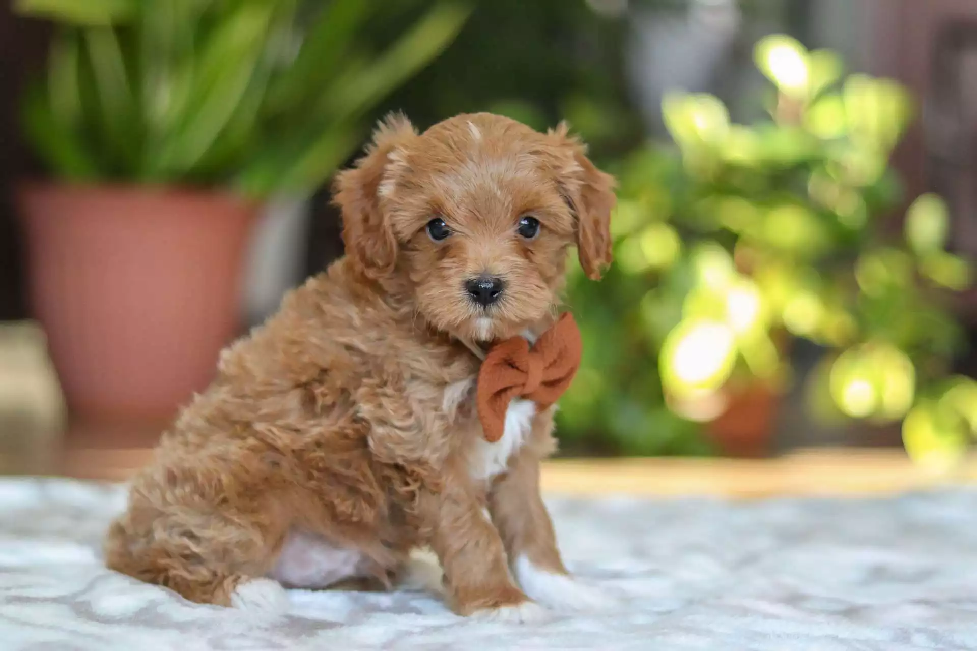 cavapoo for sale