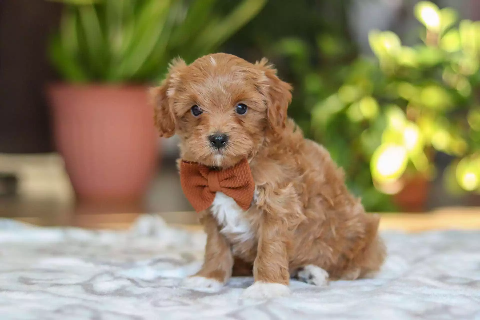 cavapoo for sale
