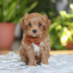 cavapoo for sale