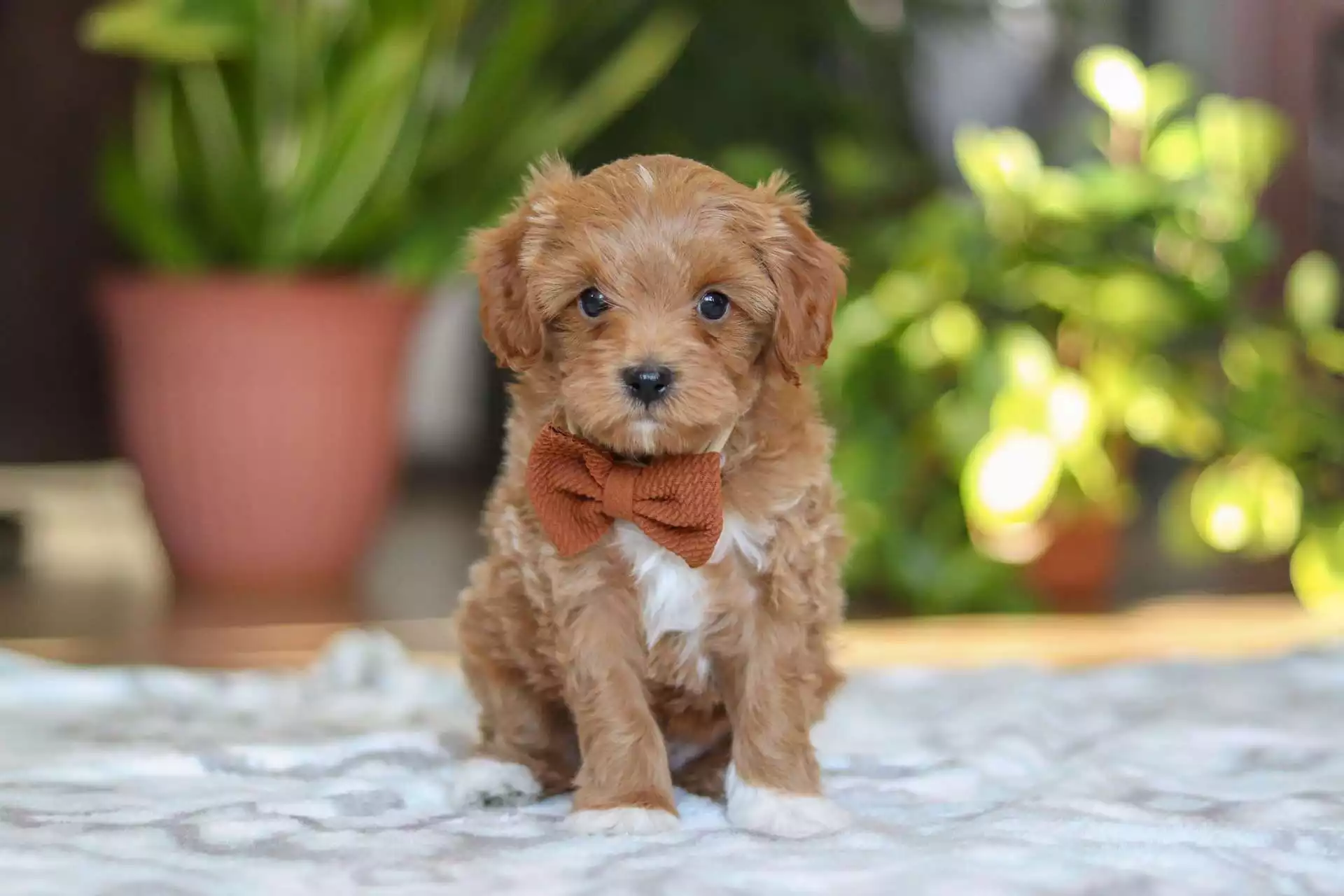 cavapoo for sale