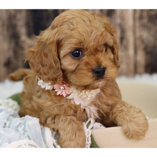 Mini Cavapoo (Bella) - Image 2