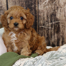 Mini Cavapoo (Bella) - Image 4