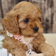 mini cavapoo