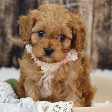 Mini Cavapoo (Bella) - Image 5