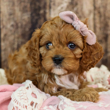 cavapoo full grown