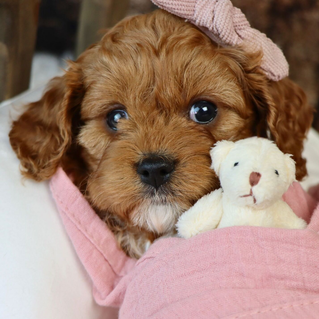 cavapoo full grown