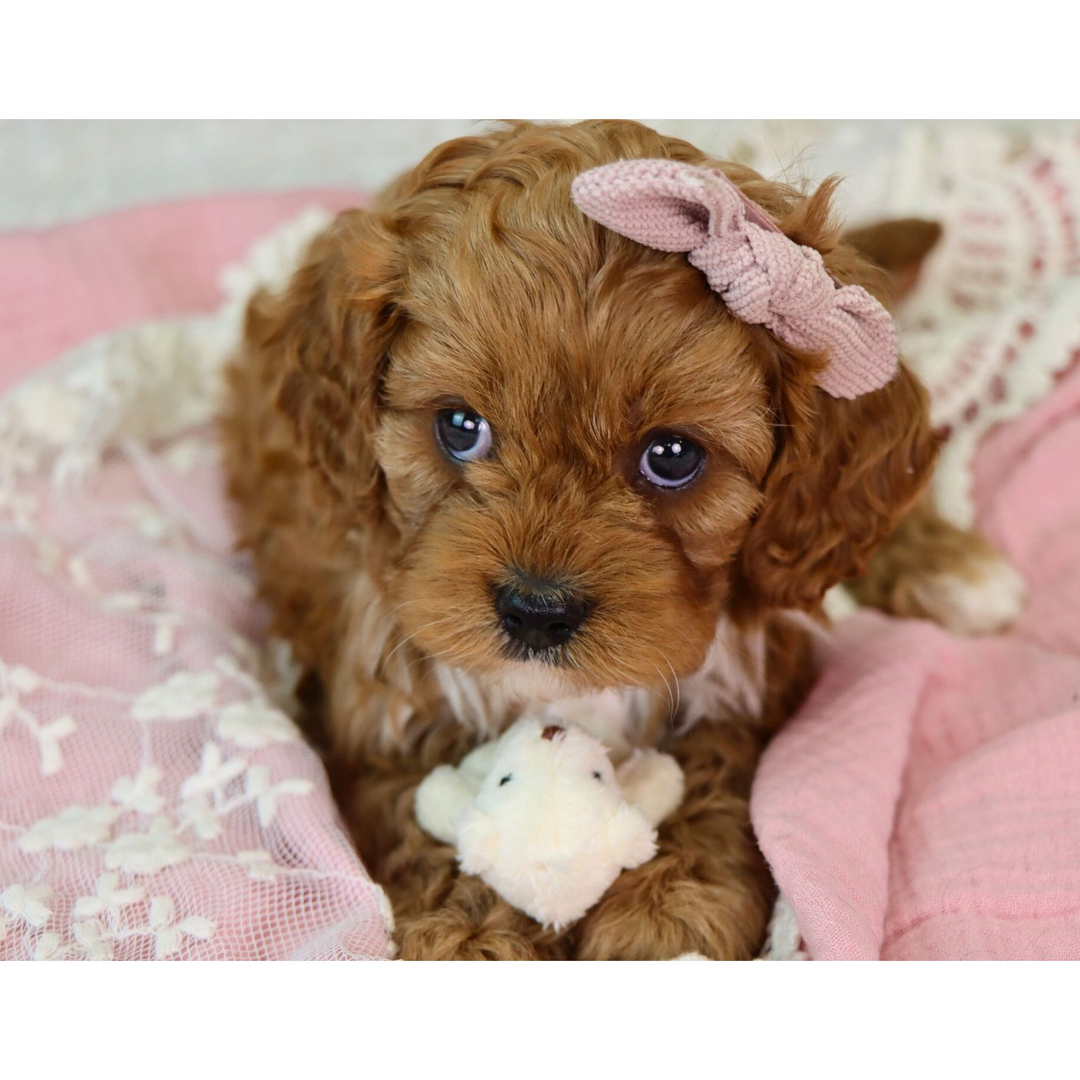 cavapoo full grown