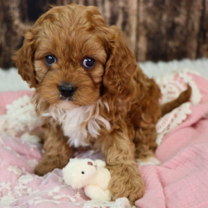 cavapoo full grown