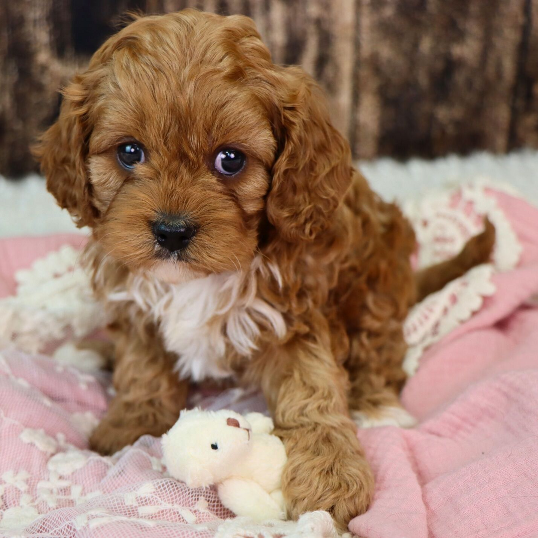 cavapoo full grown
