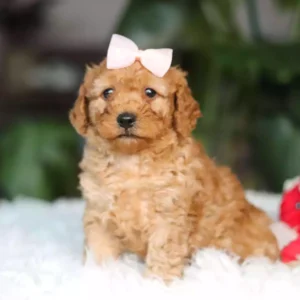 cavapoo breeders near me