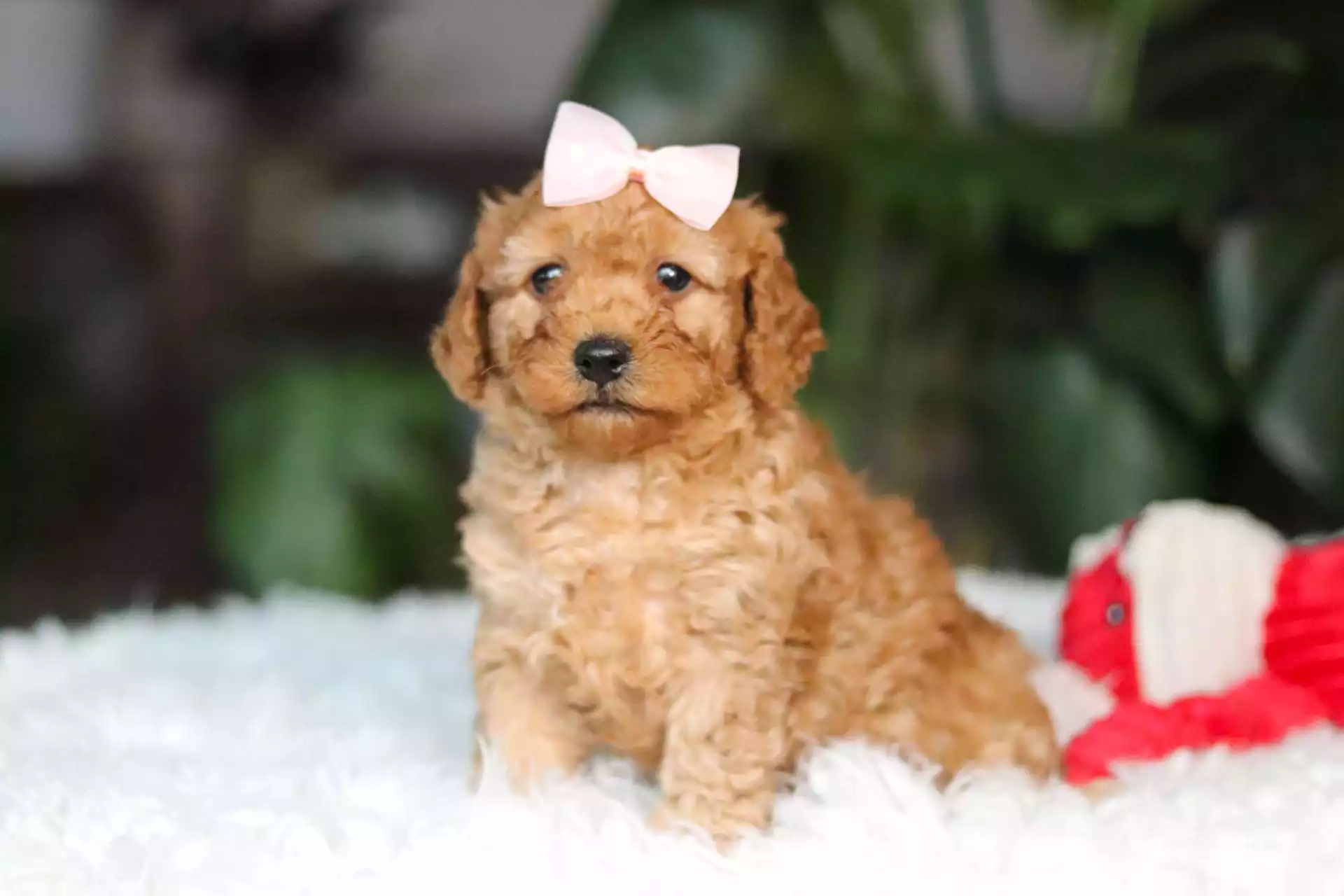 cavapoo breeders near me