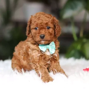cavapoo puppies for sale