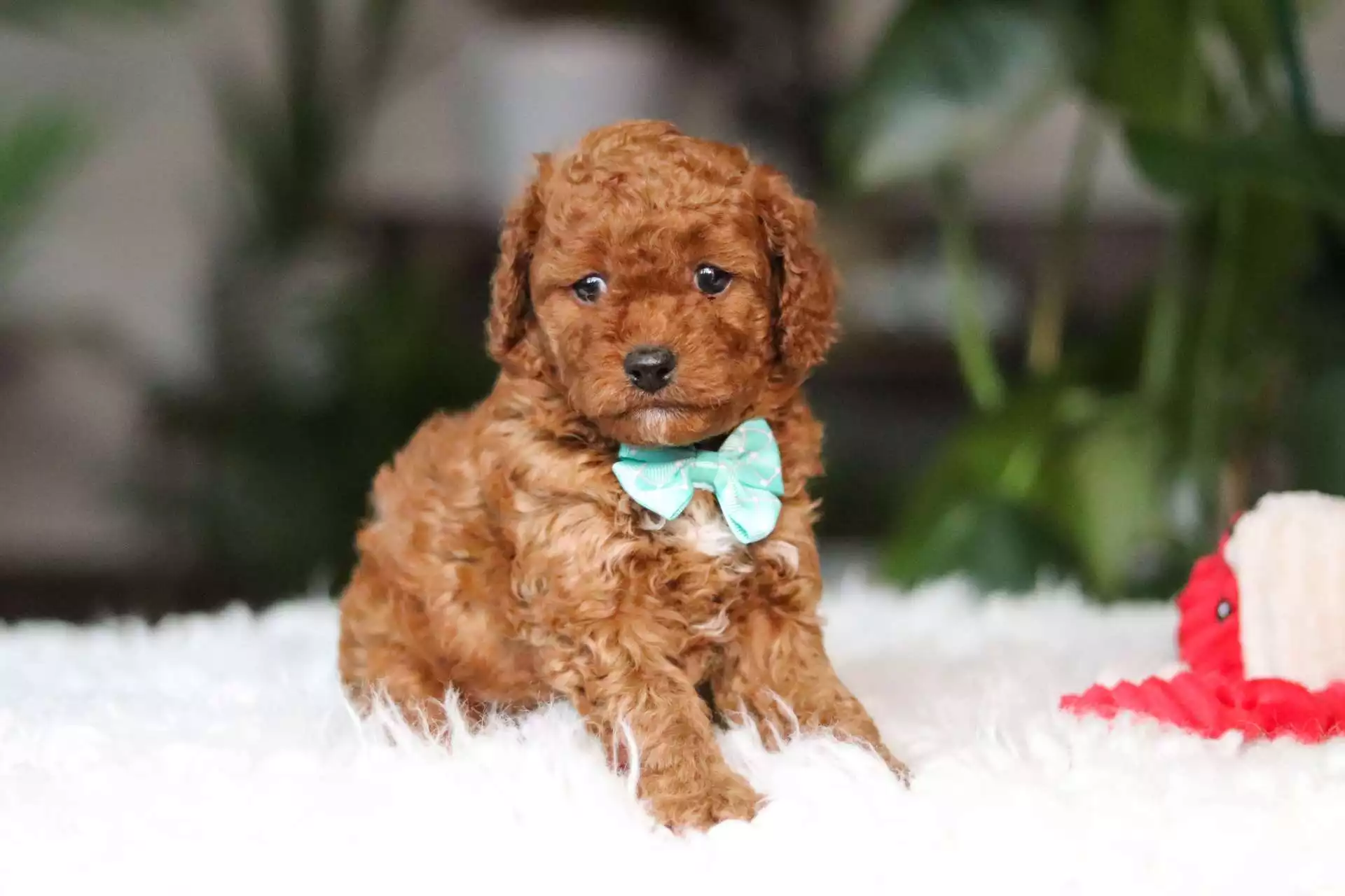 cavapoo puppies for sale