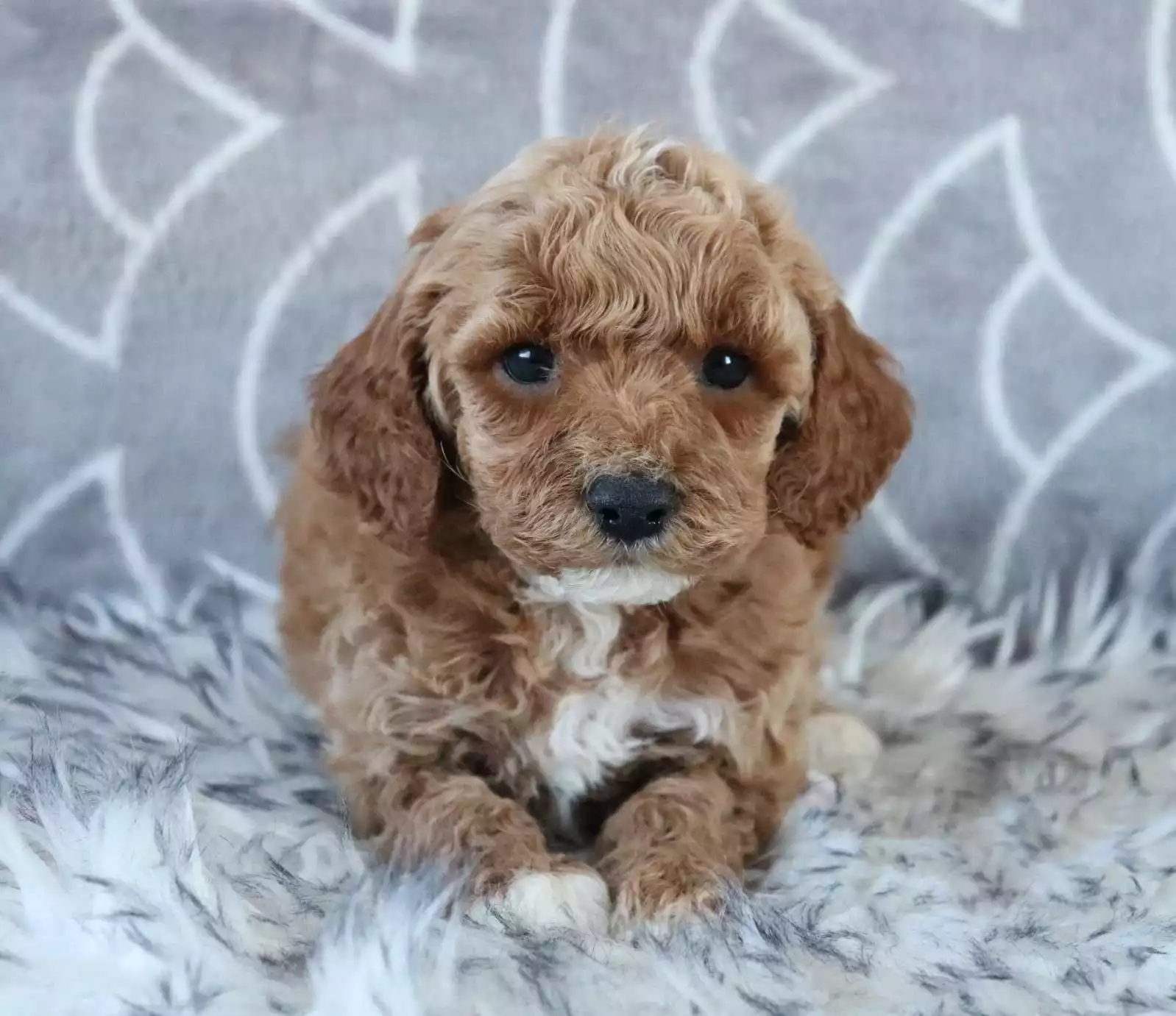F1b Petite Cavapoo - Rascal ( M ) - Image 5