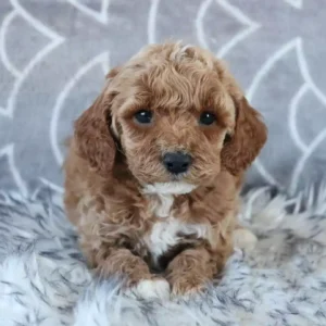 red cavapoo