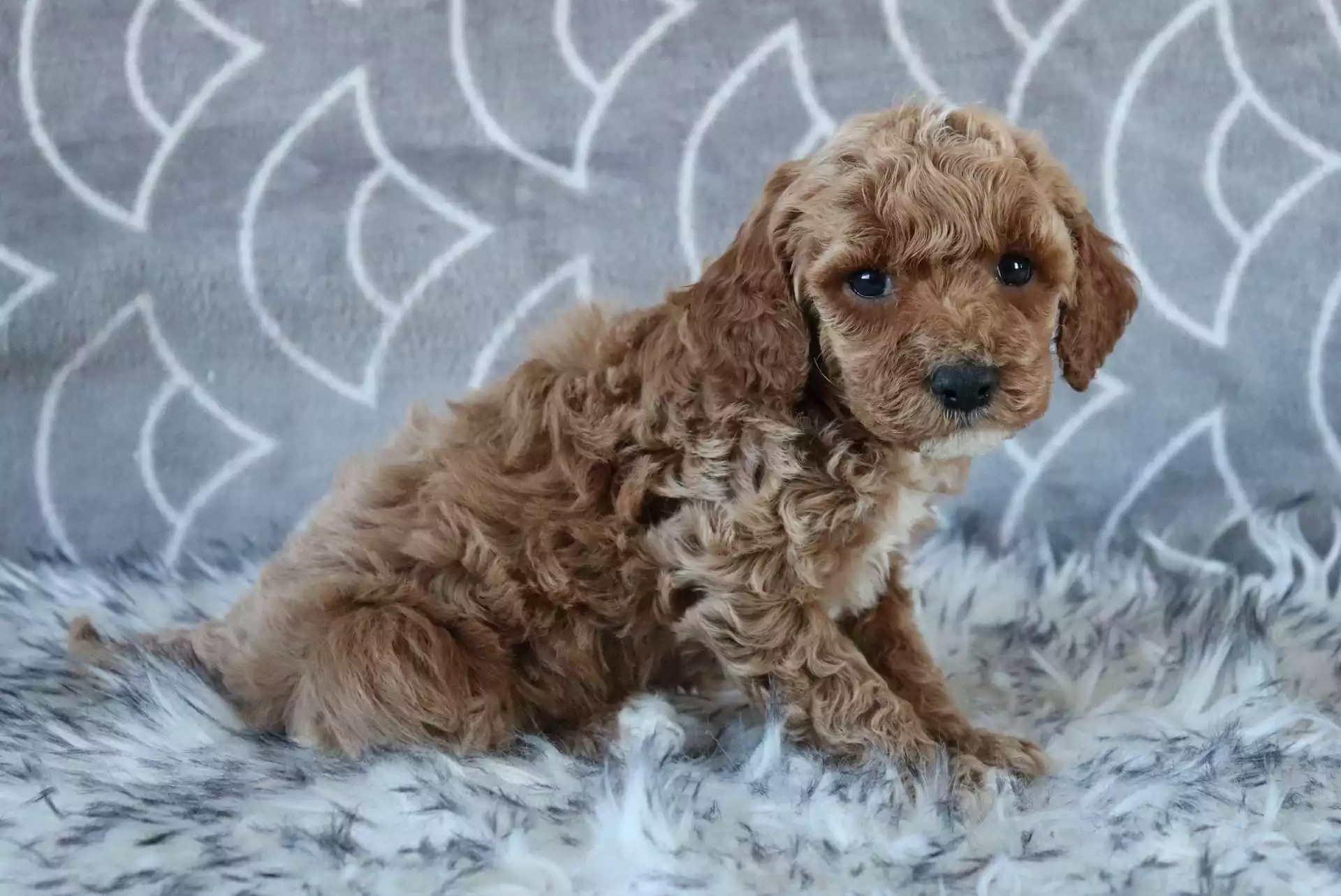 F1b Petite Cavapoo - Rascal ( M ) - Image 4
