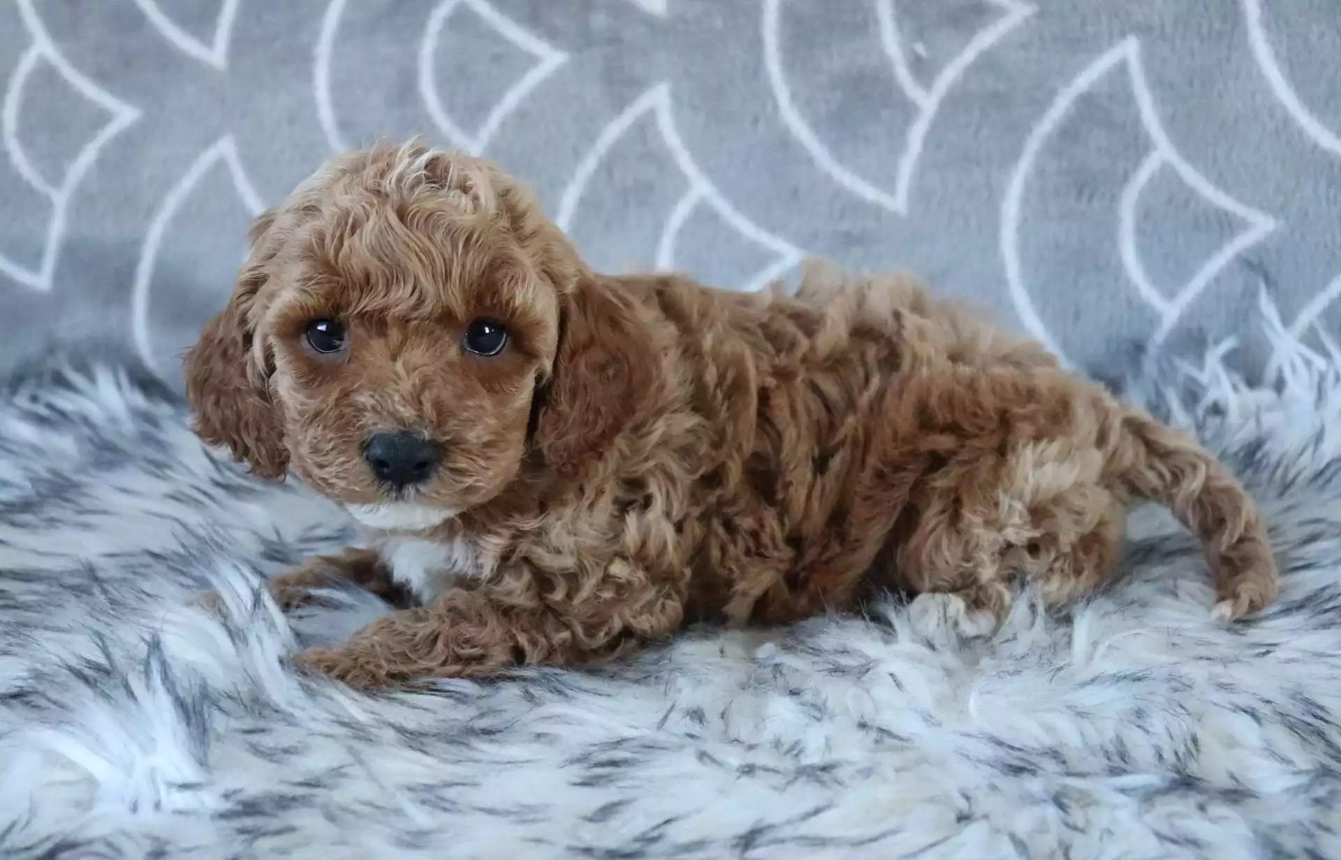 F1b Petite Cavapoo - Rascal ( M ) - Image 3