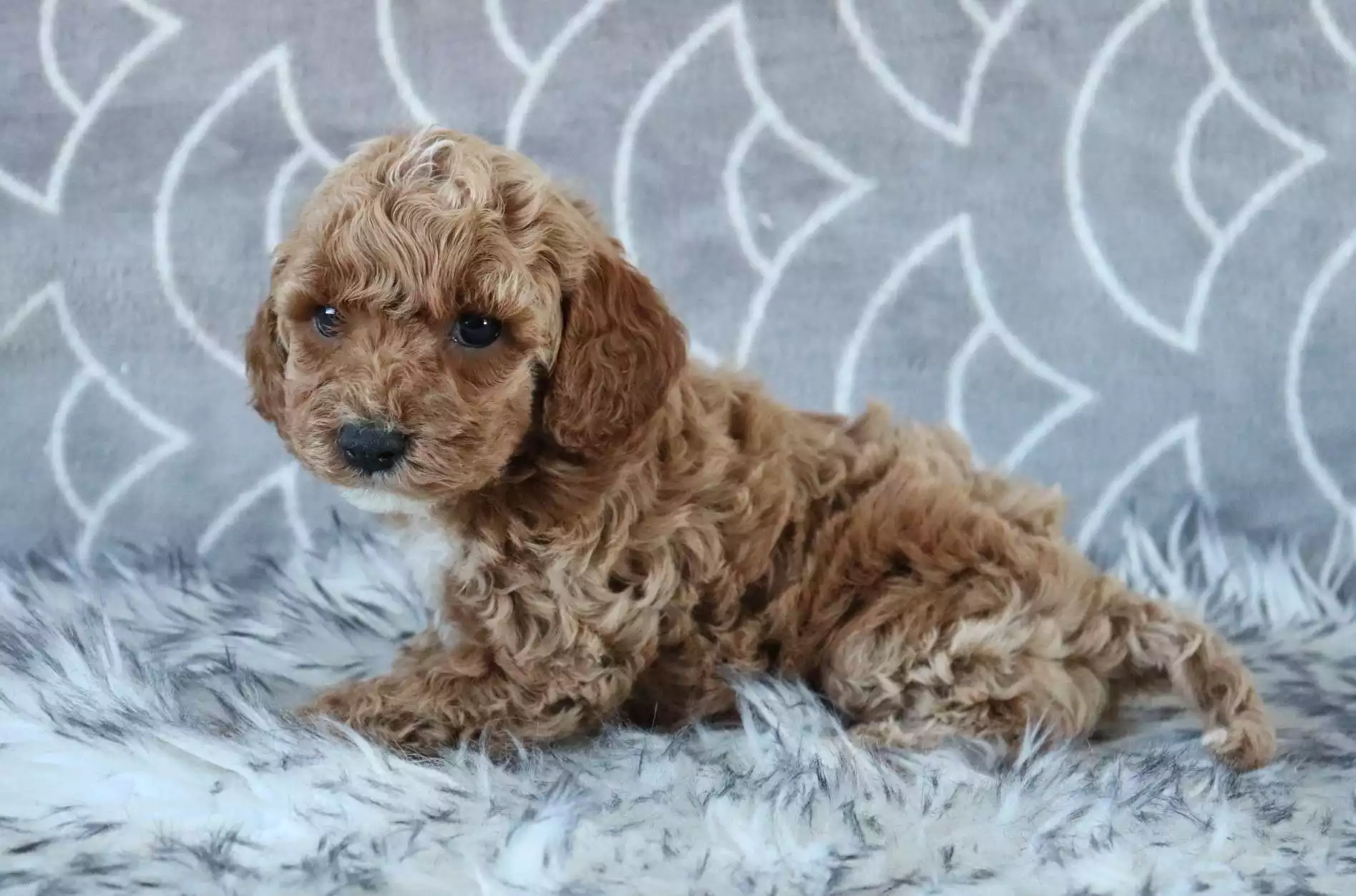 F1b Petite Cavapoo - Rascal ( M ) - Image 2
