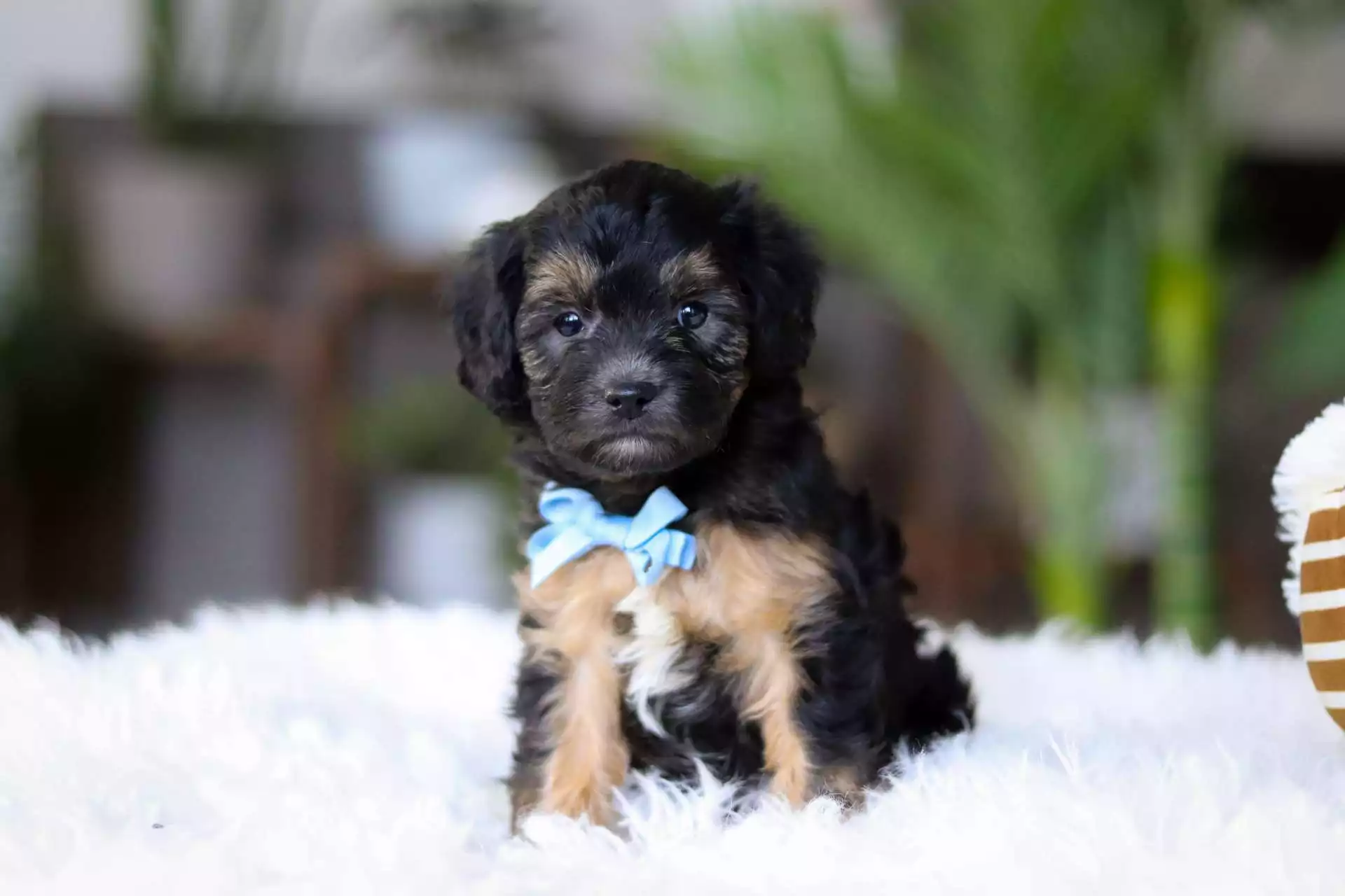 black cavapoo