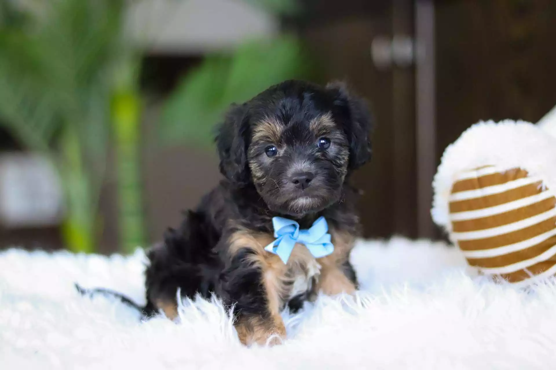 black cavapoo