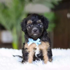 black cavapoo