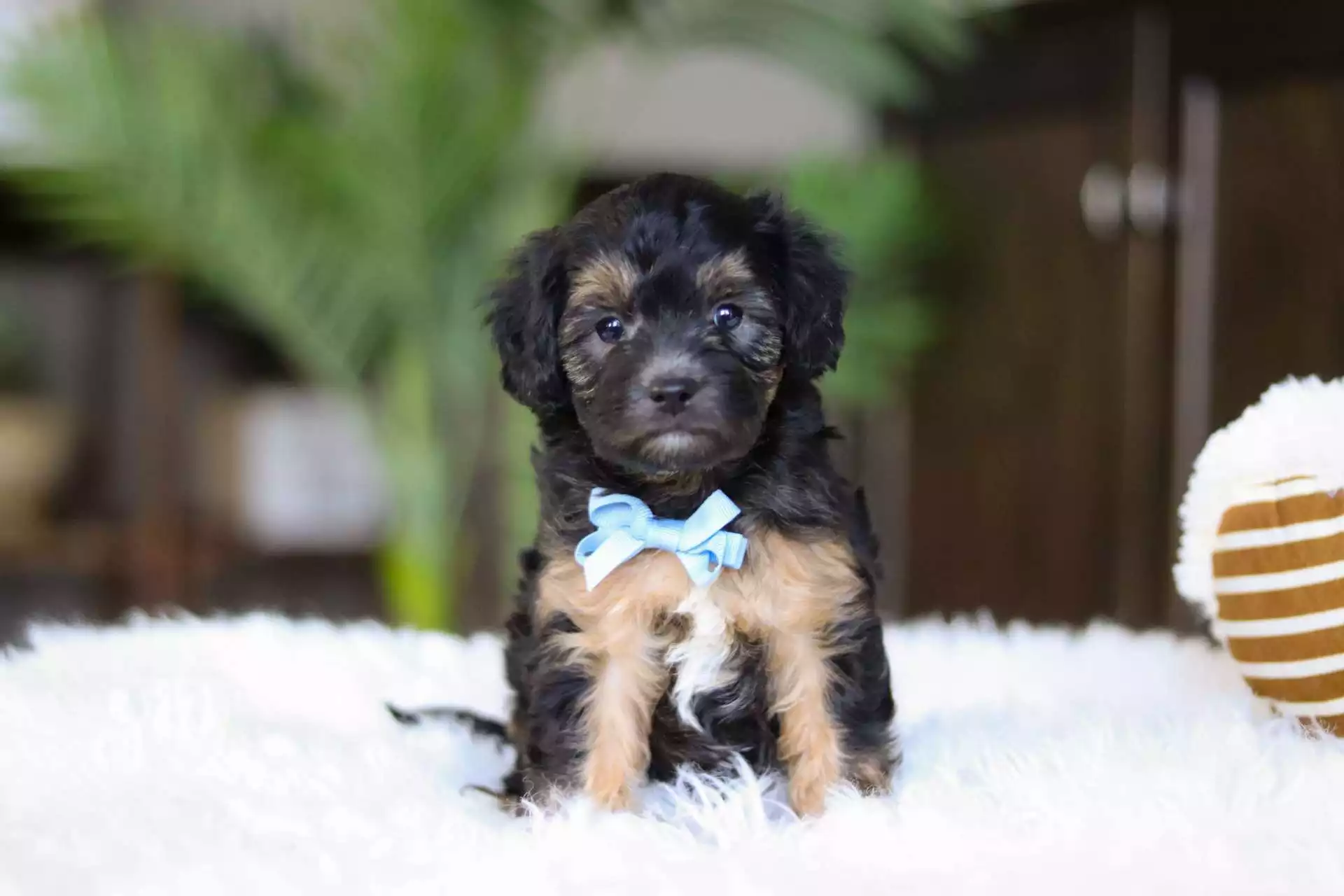 black cavapoo