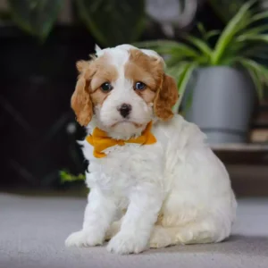 F1 Petite Cavapoo - Roman ( M )