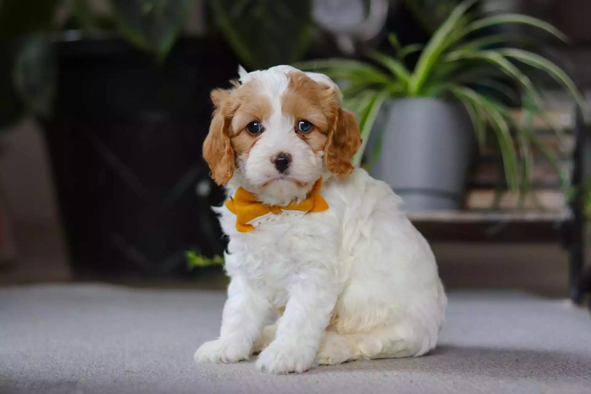 F1 Petite Cavapoo - Roman ( M )