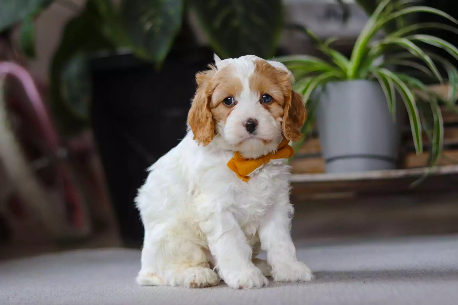 cavapoo dogs for sale