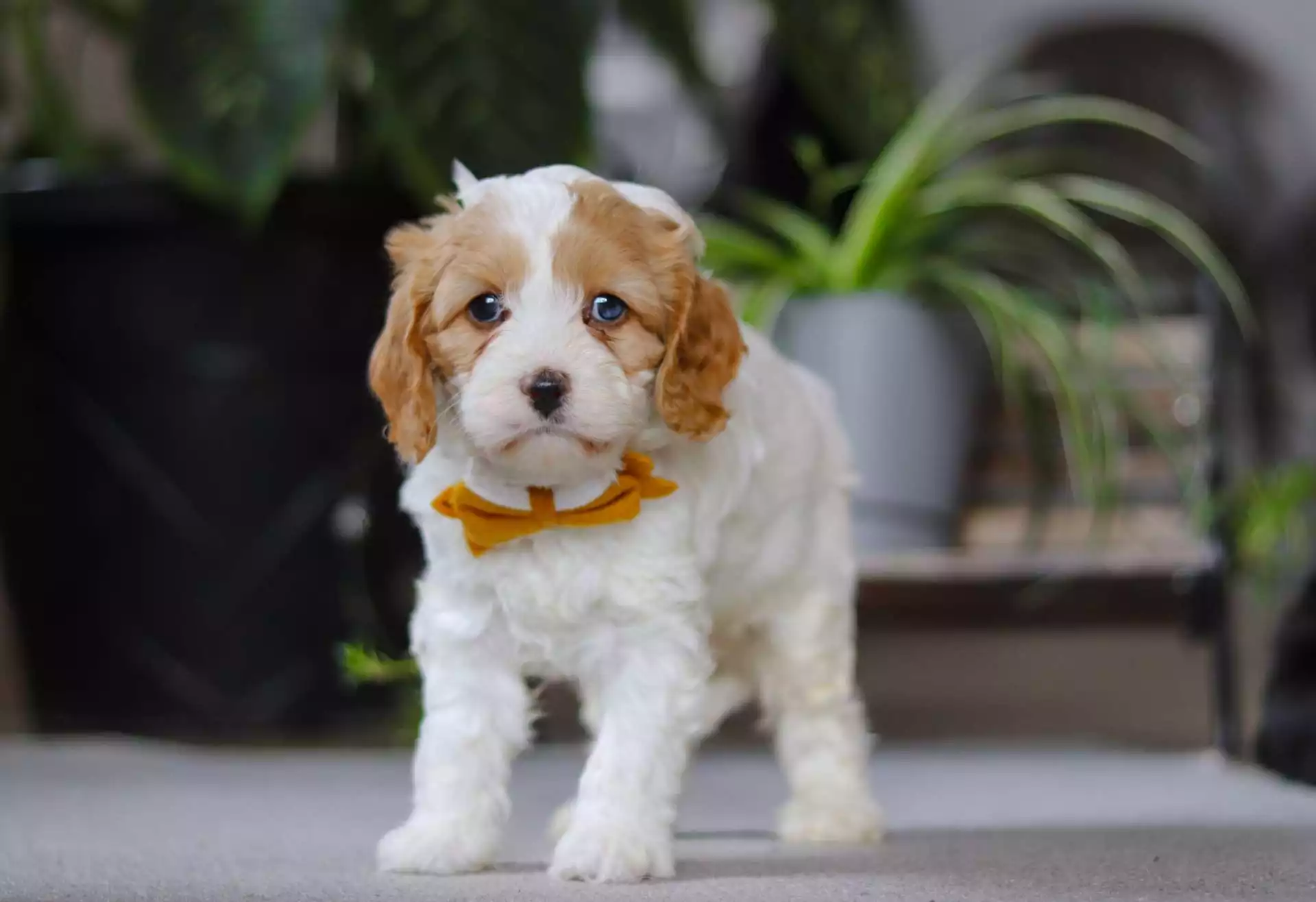 cavapoo dogs for sale