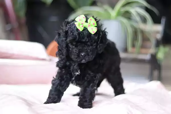 F1b Petite Cavapoo - Dodge ( F ) - Image 4