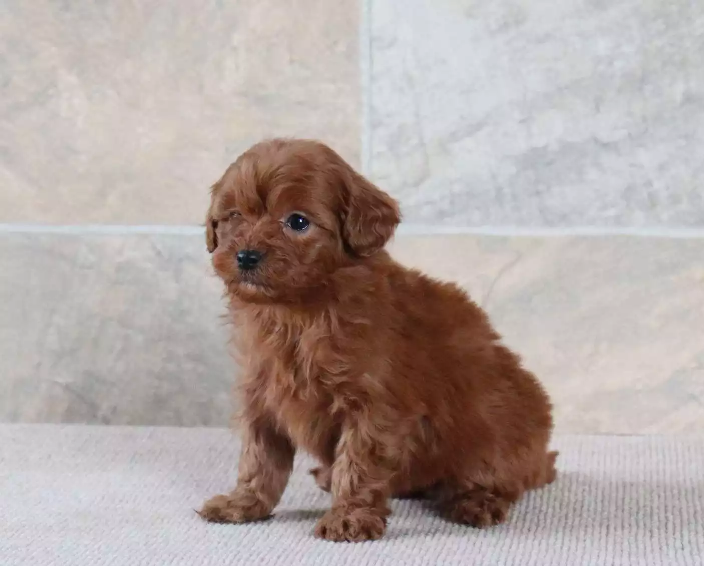 F1b Petite Cavapoo - Dixie ( F ) - Image 5