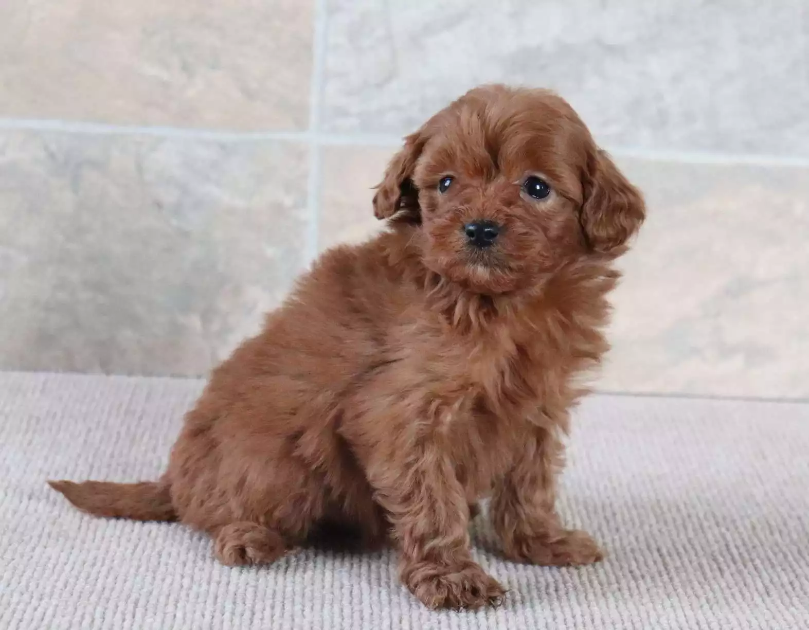 F1b Petite Cavapoo - Dixie ( F ) - Image 3