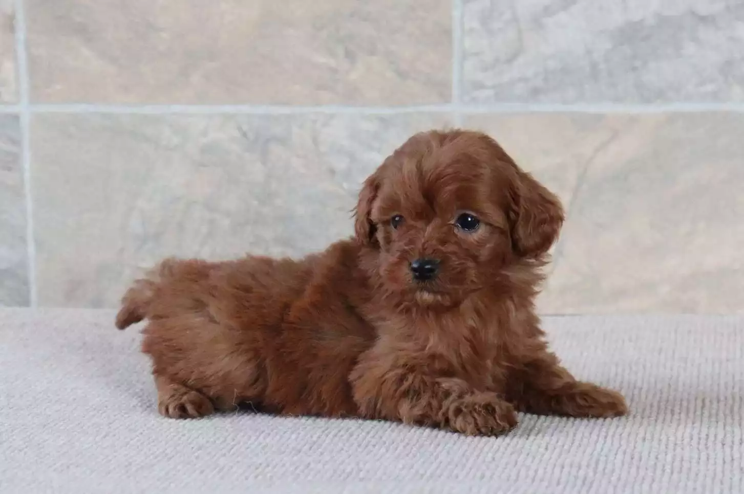 F1b Petite Cavapoo - Dixie ( F ) - Image 2