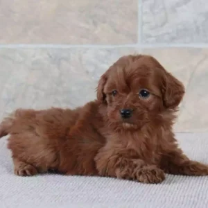 cavapoo breeders