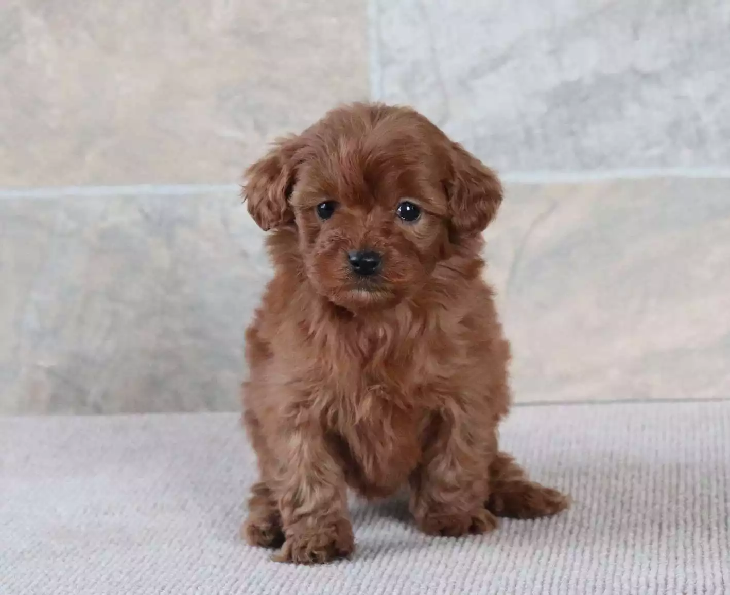 F1b Petite Cavapoo - Dixie ( F ) - Image 4