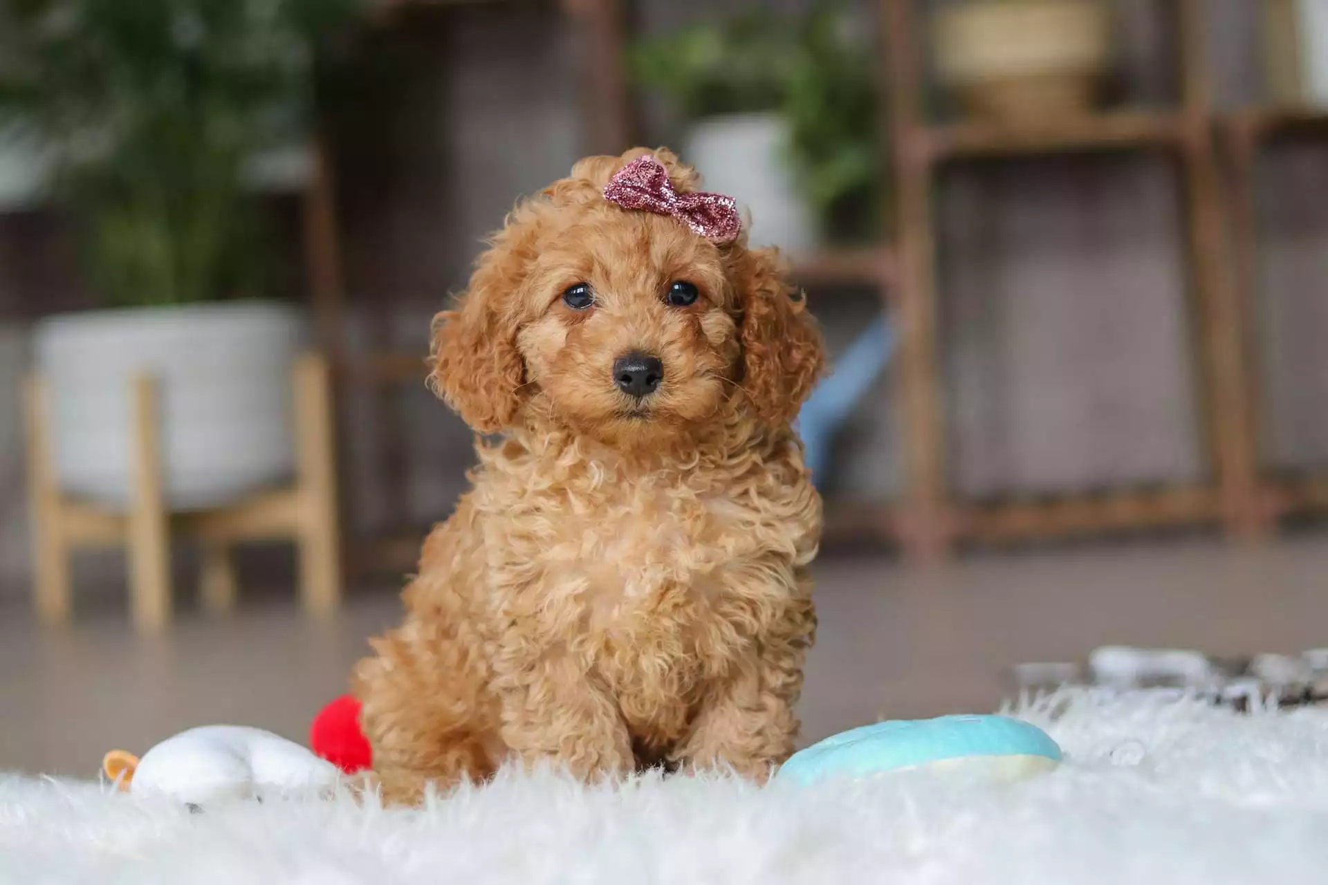 F1b Petite Cavapoo - Spring ( F ) - Image 5