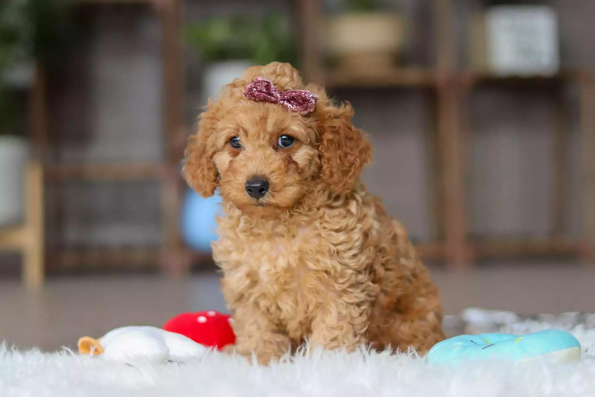 F1b Petite Cavapoo - Spring ( F ) - Image 6