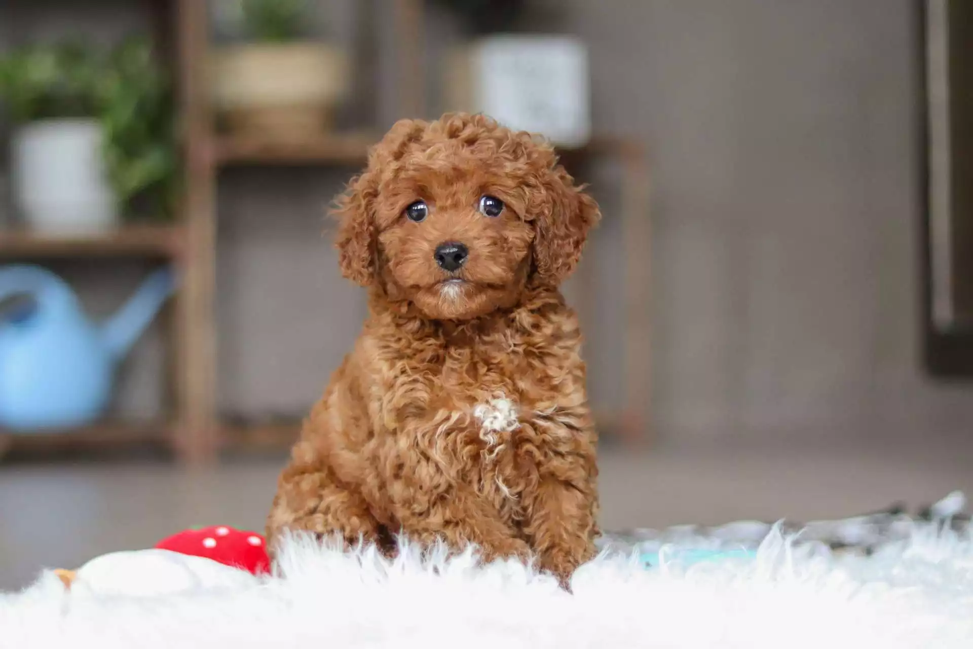 F1b Petite Cavapoo - Phil ( M ) - Image 5