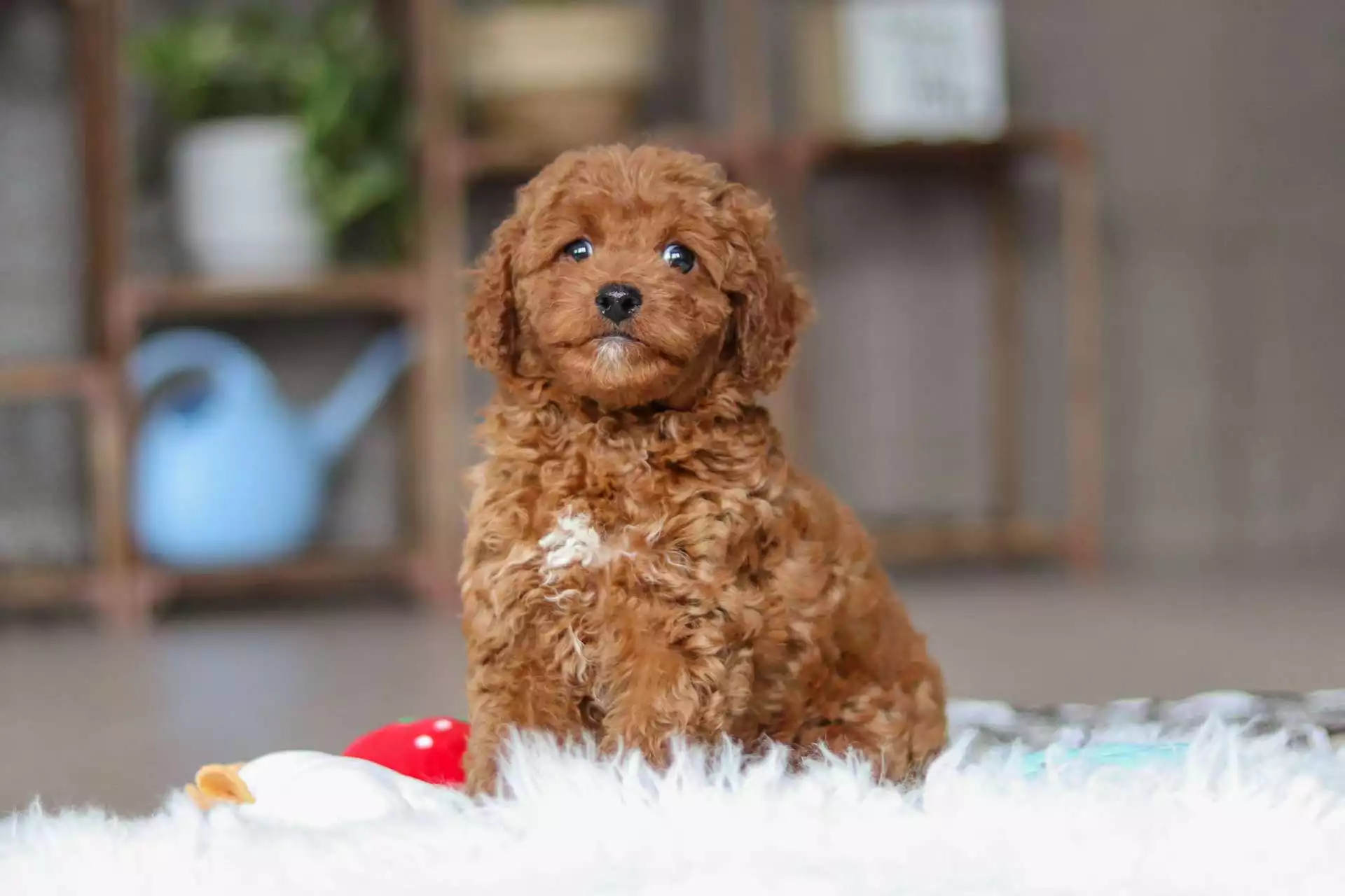 F1b Petite Cavapoo - Phil ( M ) - Image 4