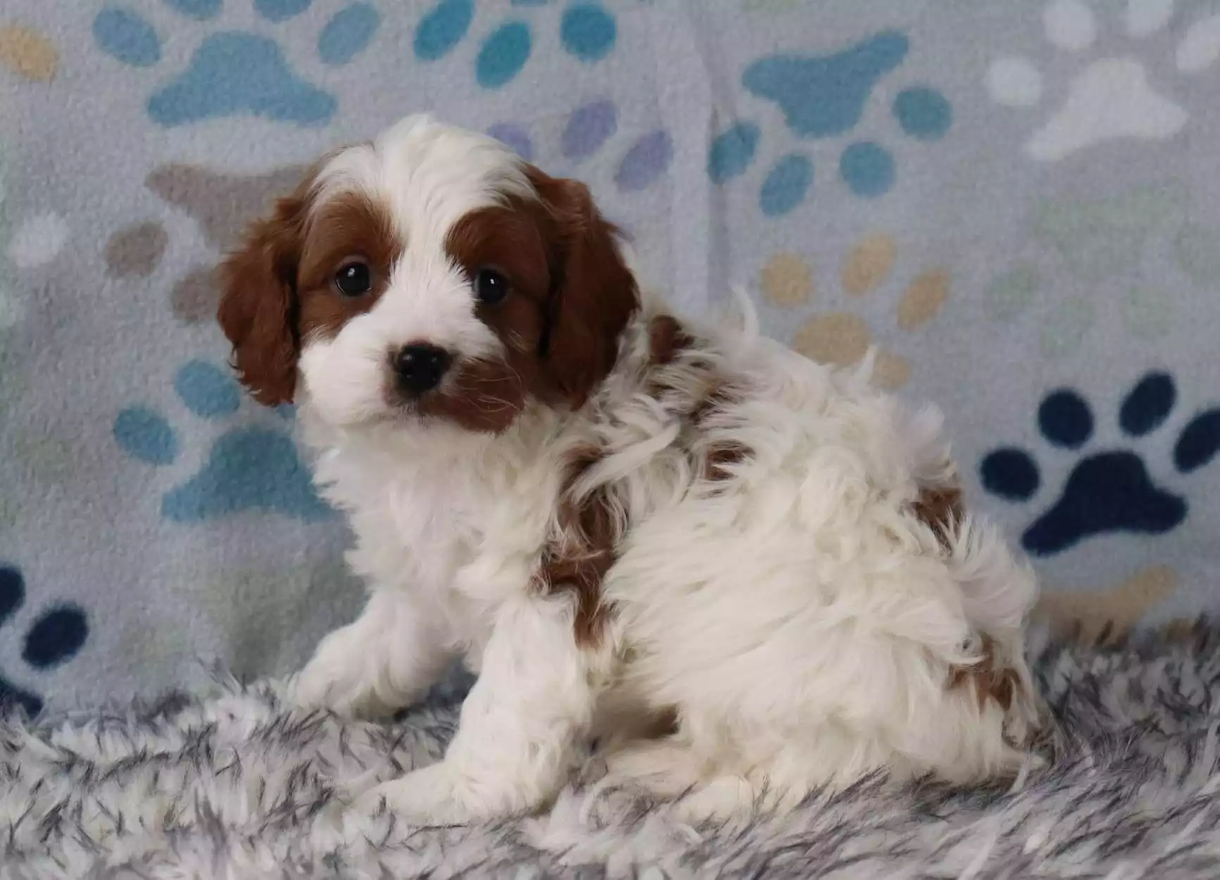 F1 Petite Cavapoo - Neo ( M ) - Image 3
