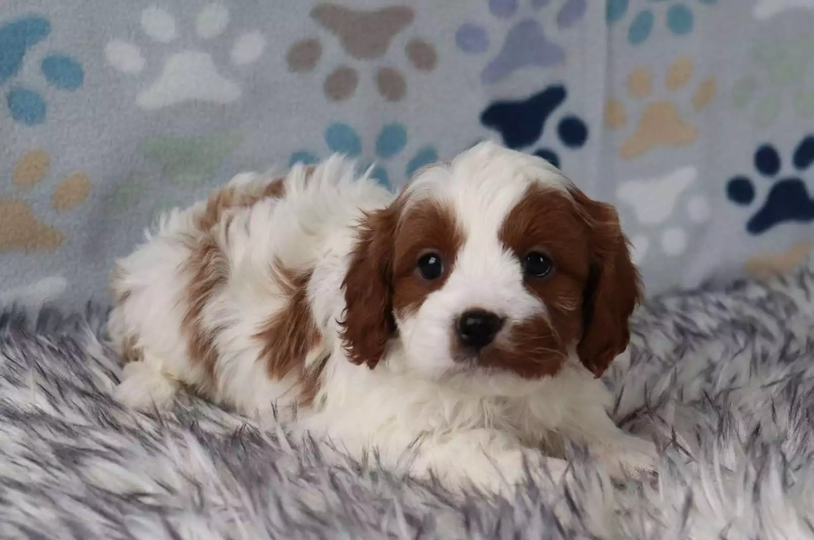F1 Petite Cavapoo - Neo ( M ) - Image 2