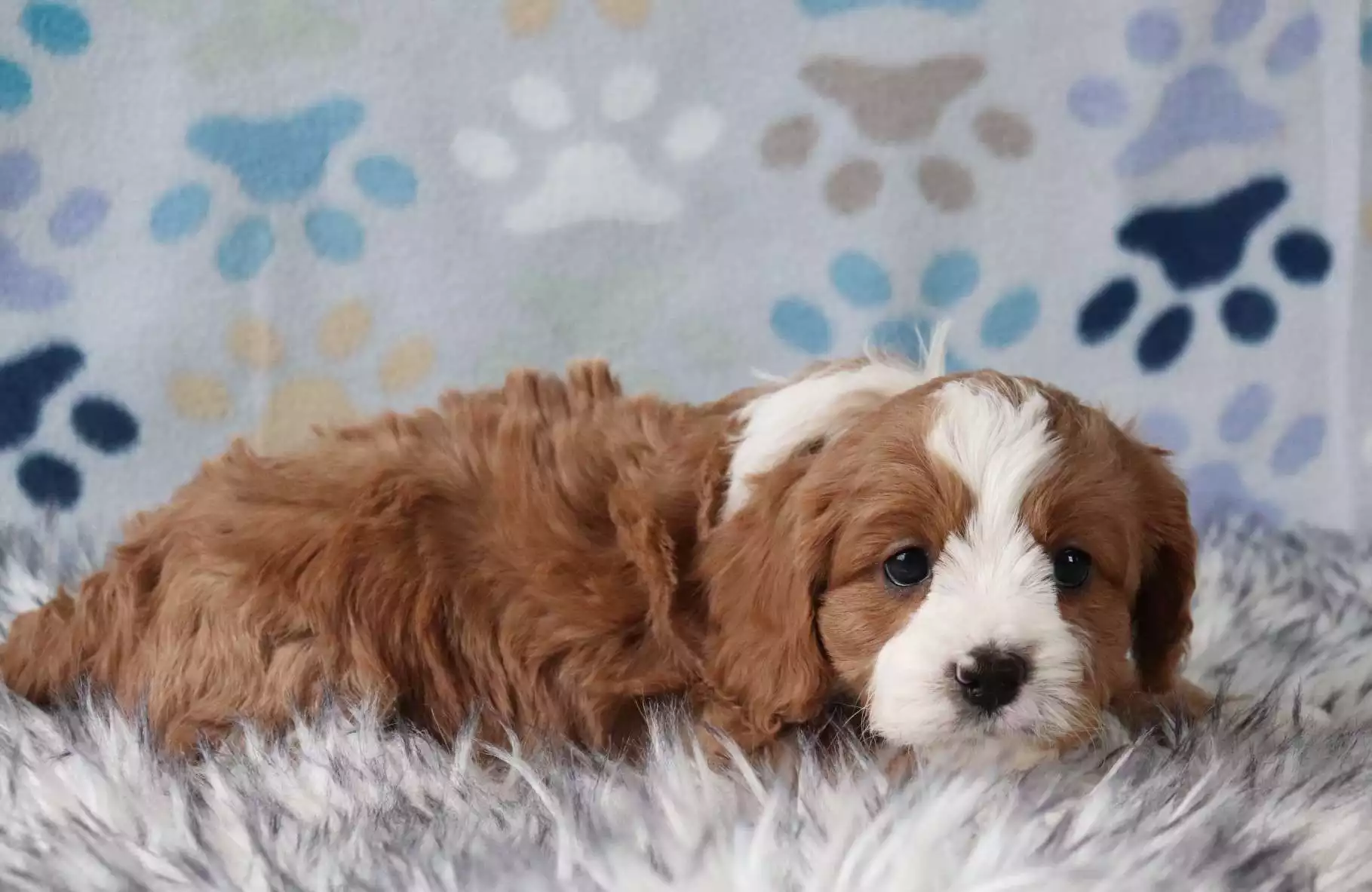 F1 Petite Cavapoo - Navy ( M ) - Image 4