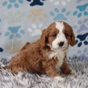 cavapoo