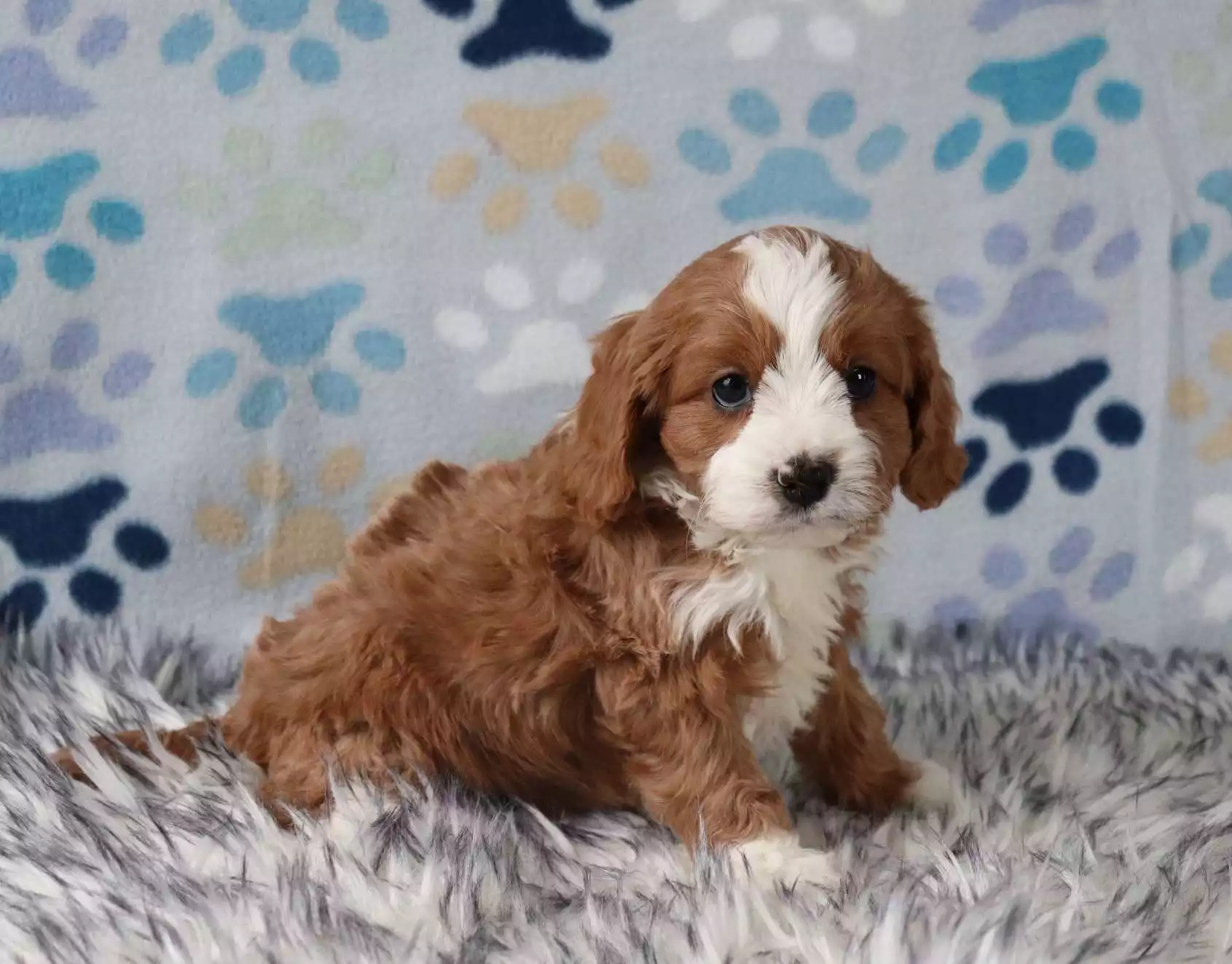 cavapoo